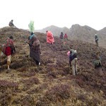 Picking and searching Himalayan herb